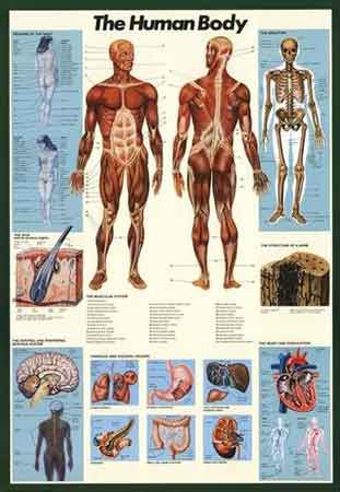 The Human Body