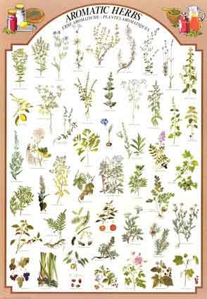 Aromatic herbs