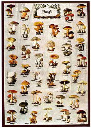 Fungi