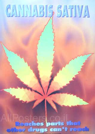Kannabis Sativa