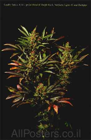 ������ - Cannabis
