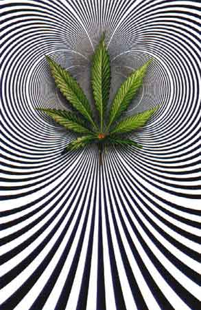 Op Leaf