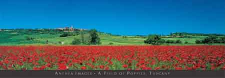 A Field Of Poppies, Tuscany