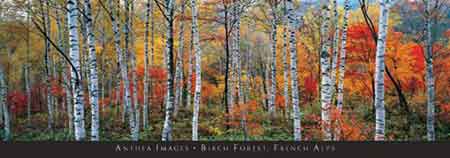Birch Forest, French Alps