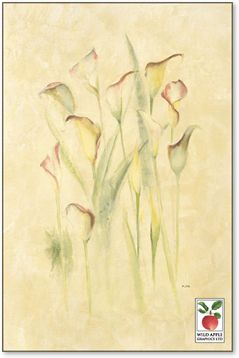 Blushing Calla Lilies