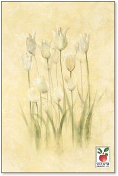 White Triumphator Tulips