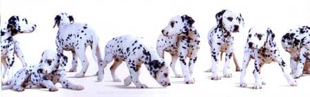 Dalmatian